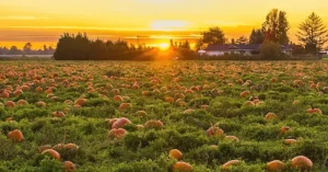 pumpkin patch nebraska