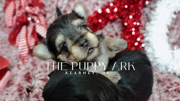 The Puppy Ark