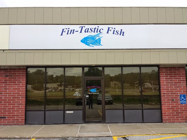 Fin-Tastic Fish
