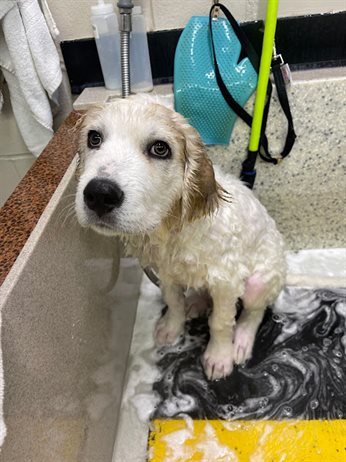 The Canine Scrub - Self Serve Pet Wash